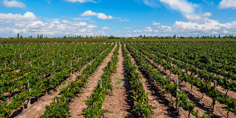 EL PANORAMA DEL BUEN VINO ARGENTINO